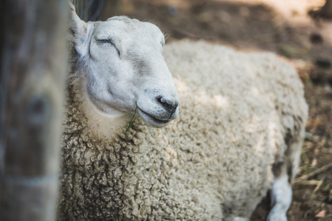 Merino sheep resting